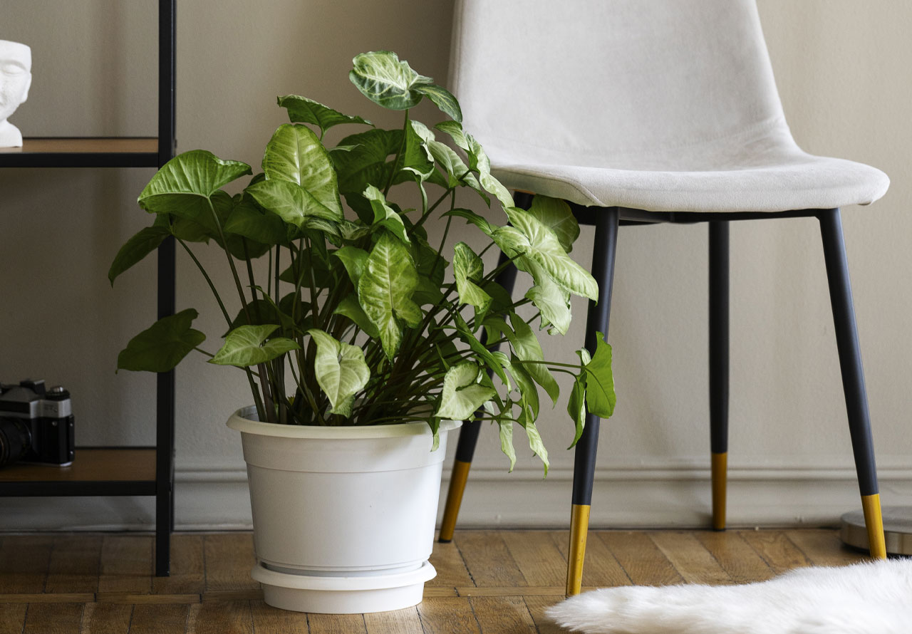 Artificial Syngonium Plant