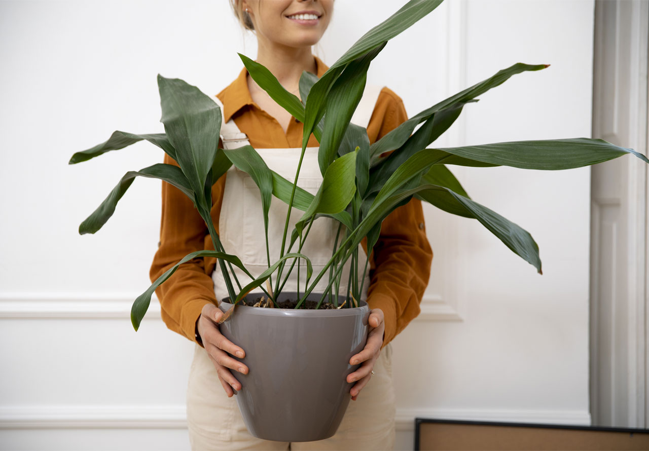 Aspidistra elatior