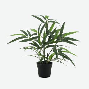 Long Green Bamboo Plant