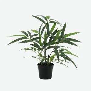Long Green Bamboo Plant