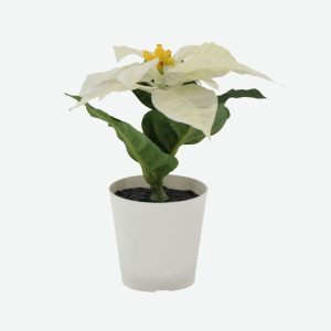 Mini Christmas Flower White
