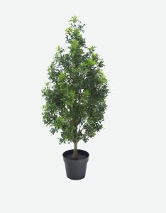 Cornical Rice Orchid-GL00178