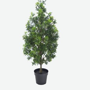 Cornical Rice Orchid-GL00178