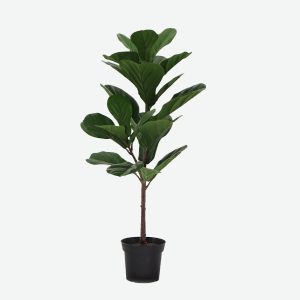 Ficus Lytra Artificial Plant