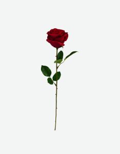 Single Ecuador Rose 1F 6Lvs (V1P156)-GL00081