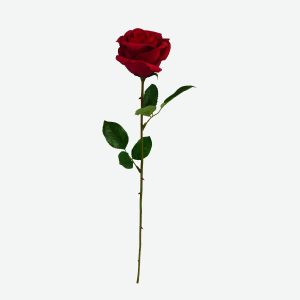 Single Ecuador Rose red