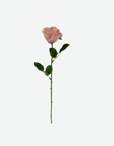 Single Ecuador Rose 1F 6LVS (V1R72)-GL00080