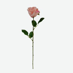 Single Ecuador Rose