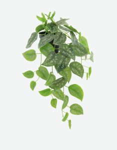 Silver Spot Ivy Artificial Plant-GL00167