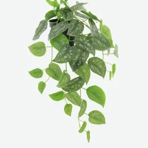 Silver Spot Ivy Artificial Plant