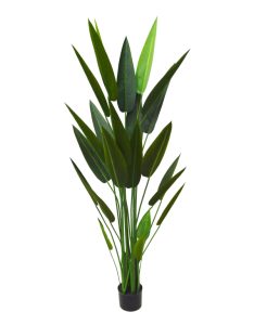A006
