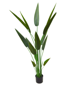 Bird  Of Paradise-GL00183