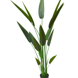 Bird  Of Paradise-GL00183