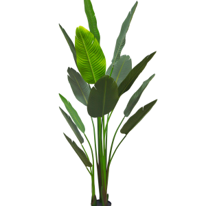 A008