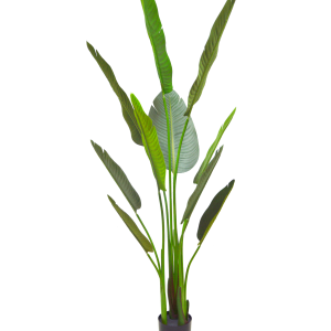 A009