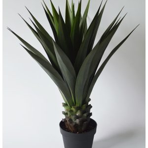 A015