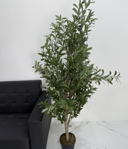 Olive Tree 165CM-GL00049