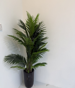 Phoenix Palm Tree-GL00041