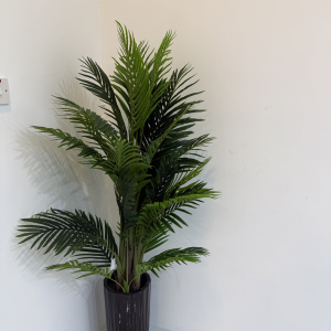 Phoenix Palm Tree-GL00041
