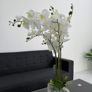 Orchid Bonsai-GL00202