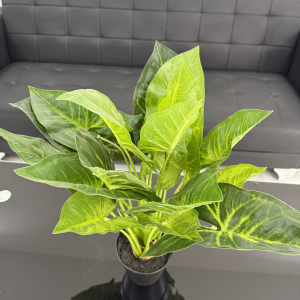Caladium-GL00179