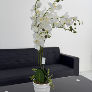 A077