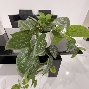 Silver Spot IVY-GL00167