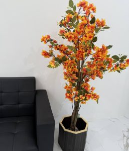 Orange Bougainvillea -GL00026