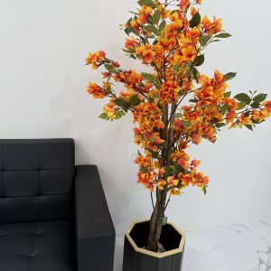 Orange Bougainvillea -GL00026