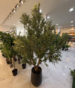 Olive Tree 250CM-GL00033