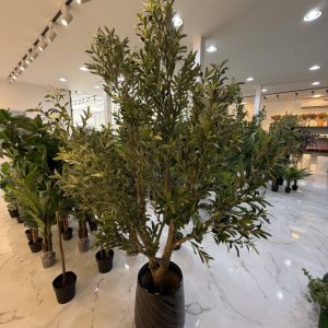 Olive Tree 250CM-GL00033