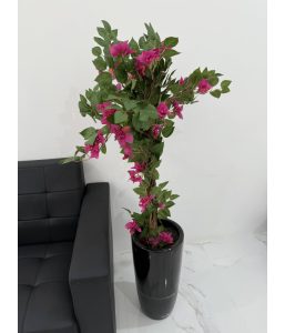 Bougainvillea 125CM-GL00034