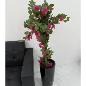 Bougainvillea 125CM-GL00034