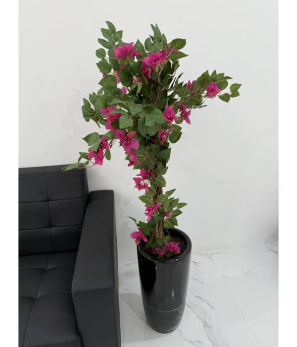 Bougainvillea 125CM-GL00034