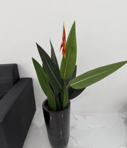 Strelitzia-GL00040