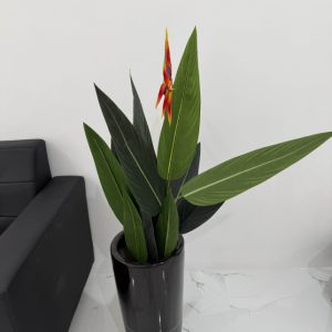 Strelitzia-GL00040