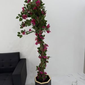 Bougainvillea 165CM-GL00036