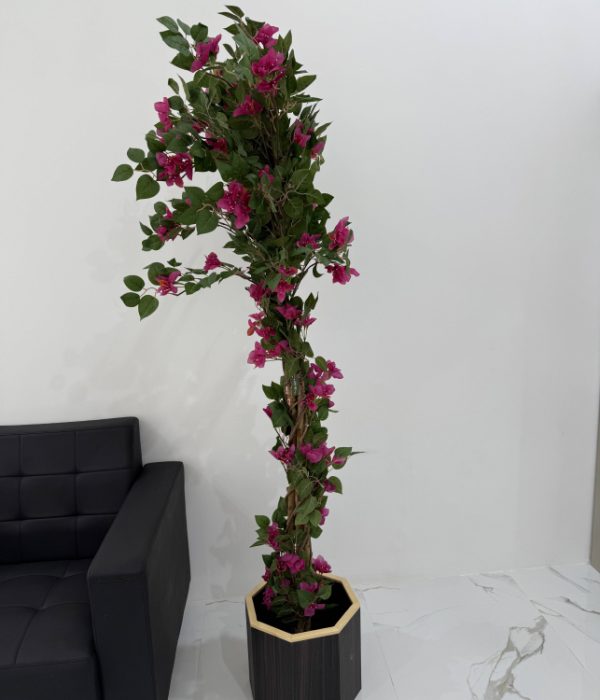 Bougainvillea 165CM-GL00036