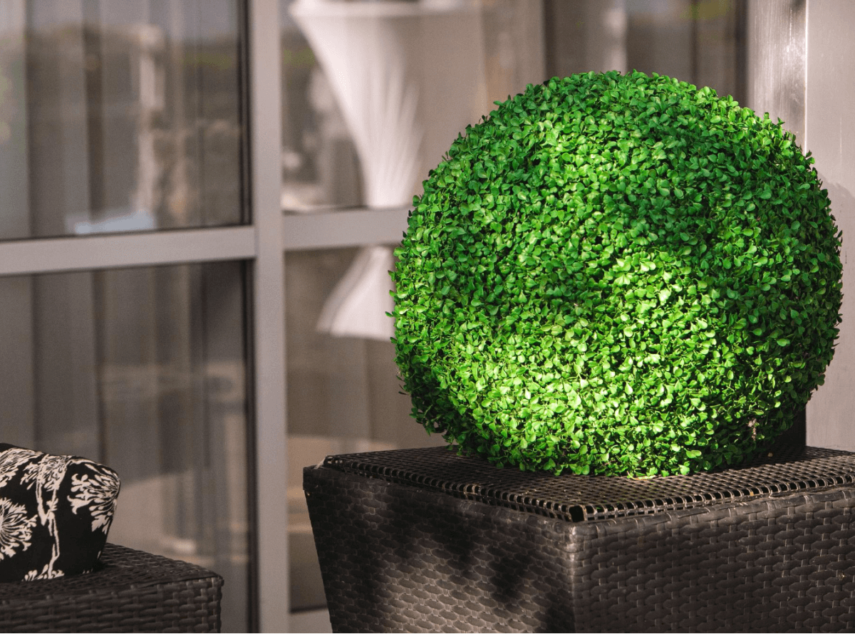 outdoorplants